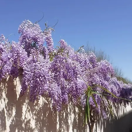 Coraux Saint-Cyr-sur-Mer