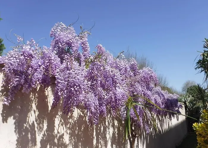 Coraux Saint-Cyr-sur-Mer